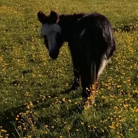 Durham Donkey Rescue Shepherd'S Hut Hotell Eksteriør bilde