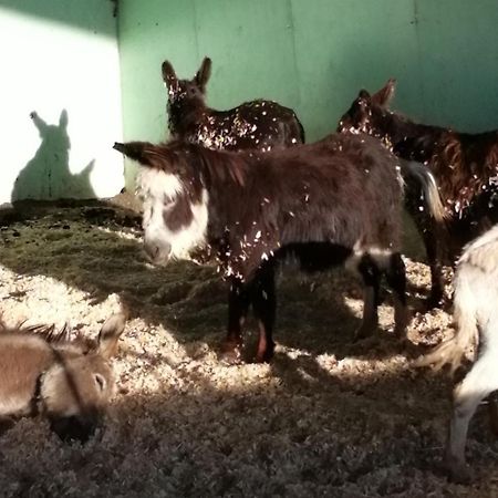 Durham Donkey Rescue Shepherd'S Hut Hotell Eksteriør bilde