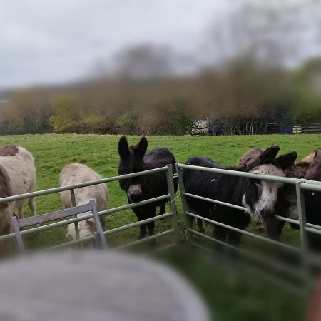 Durham Donkey Rescue Shepherd'S Hut Hotell Eksteriør bilde