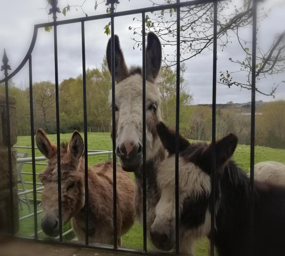 Durham Donkey Rescue Shepherd'S Hut Hotell Eksteriør bilde