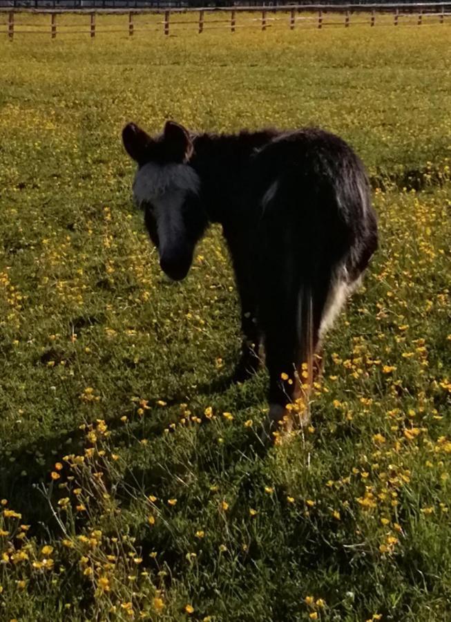 Durham Donkey Rescue Shepherd'S Hut Hotell Eksteriør bilde