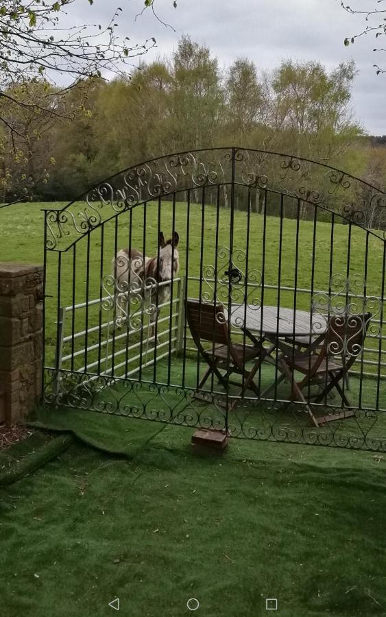 Durham Donkey Rescue Shepherd'S Hut Hotell Eksteriør bilde