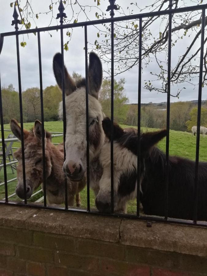 Durham Donkey Rescue Shepherd'S Hut Hotell Eksteriør bilde