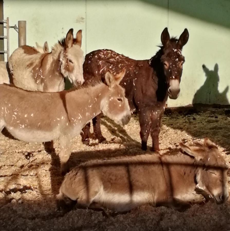 Durham Donkey Rescue Shepherd'S Hut Hotell Eksteriør bilde