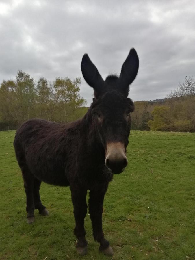 Durham Donkey Rescue Shepherd'S Hut Hotell Eksteriør bilde