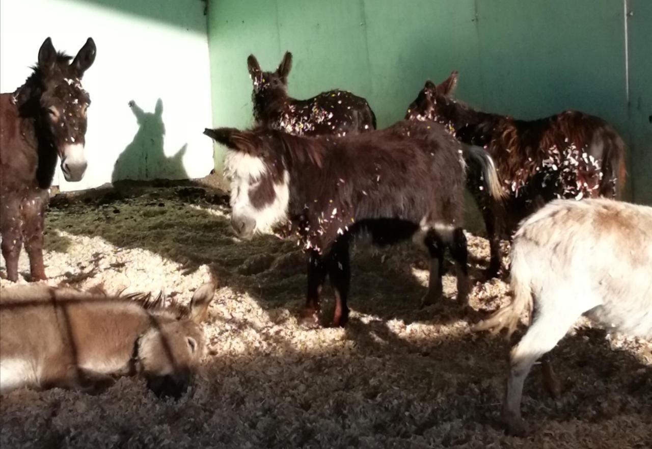 Durham Donkey Rescue Shepherd'S Hut Hotell Eksteriør bilde