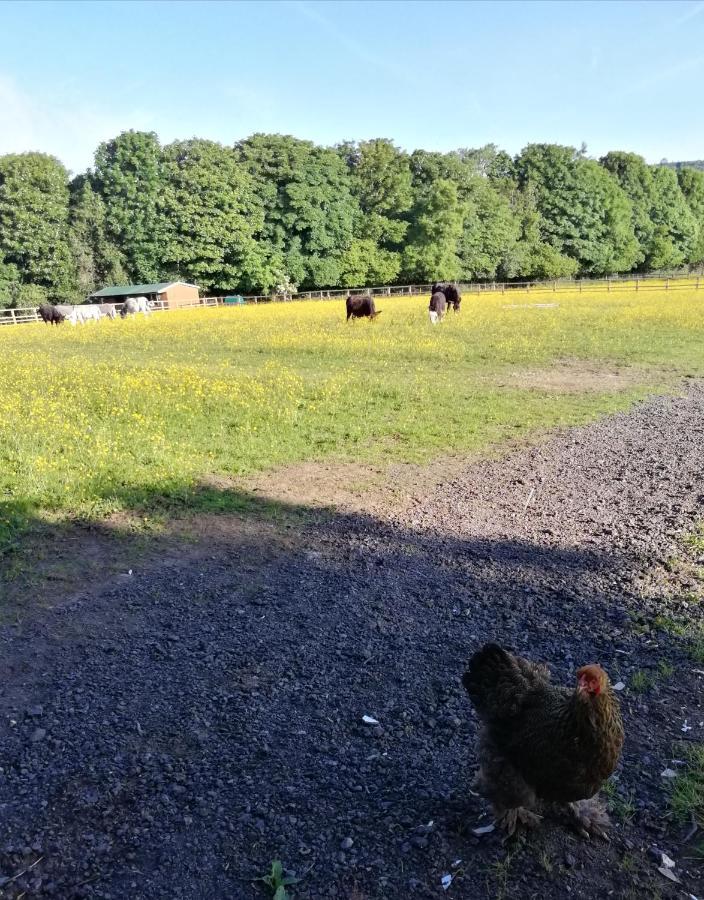 Durham Donkey Rescue Shepherd'S Hut Hotell Eksteriør bilde