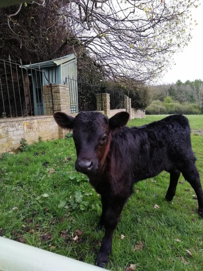 Durham Donkey Rescue Shepherd'S Hut Hotell Eksteriør bilde