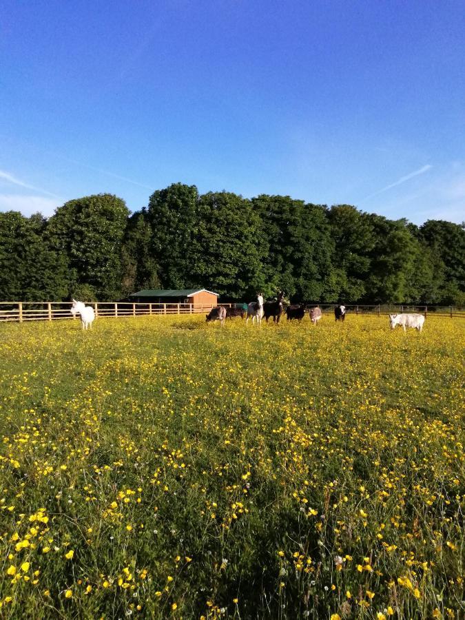 Durham Donkey Rescue Shepherd'S Hut Hotell Eksteriør bilde