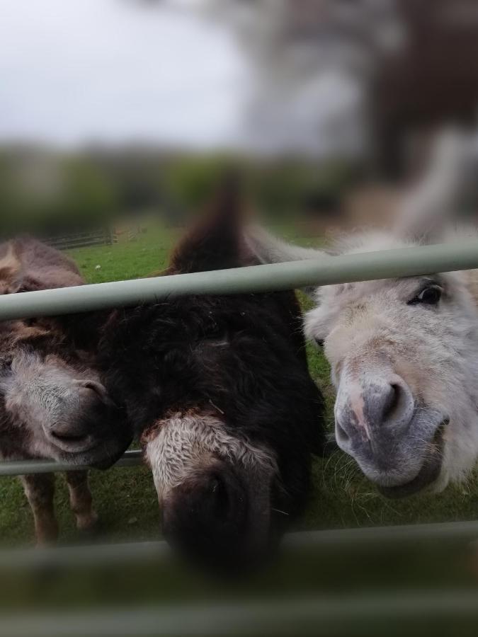 Durham Donkey Rescue Shepherd'S Hut Hotell Eksteriør bilde