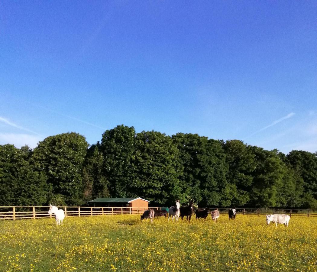 Durham Donkey Rescue Shepherd'S Hut Hotell Eksteriør bilde