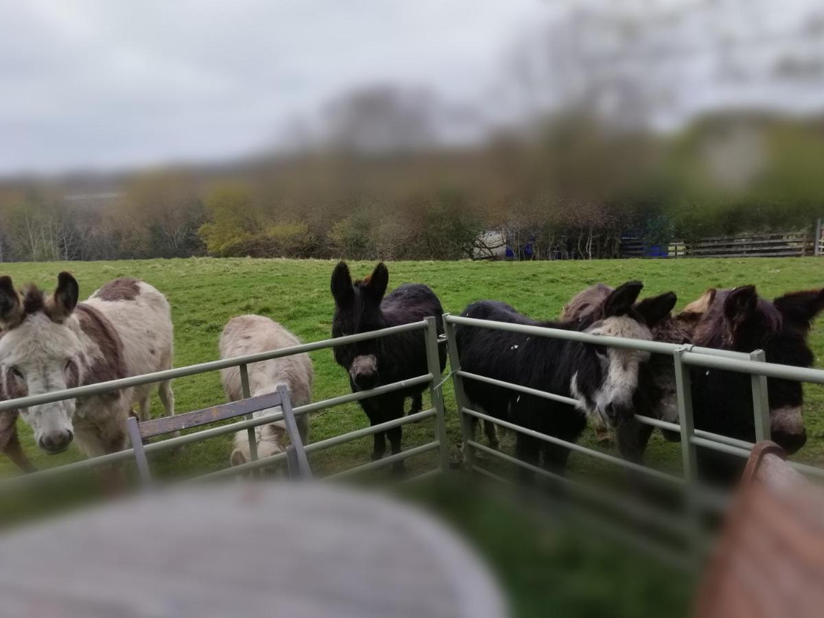 Durham Donkey Rescue Shepherd'S Hut Hotell Eksteriør bilde