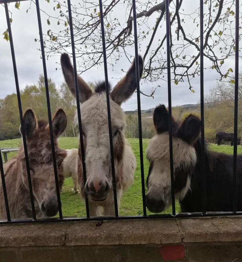 Durham Donkey Rescue Shepherd'S Hut Hotell Eksteriør bilde