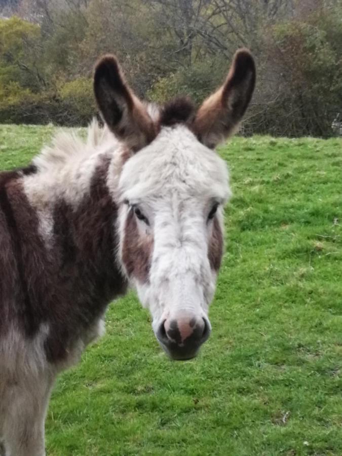 Durham Donkey Rescue Shepherd'S Hut Hotell Eksteriør bilde