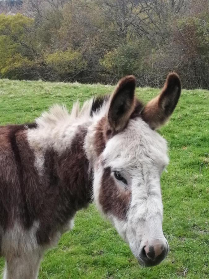 Durham Donkey Rescue Shepherd'S Hut Hotell Eksteriør bilde