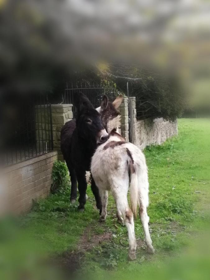 Durham Donkey Rescue Shepherd'S Hut Hotell Eksteriør bilde