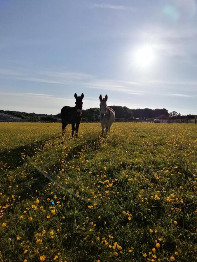 Durham Donkey Rescue Shepherd'S Hut Hotell Eksteriør bilde