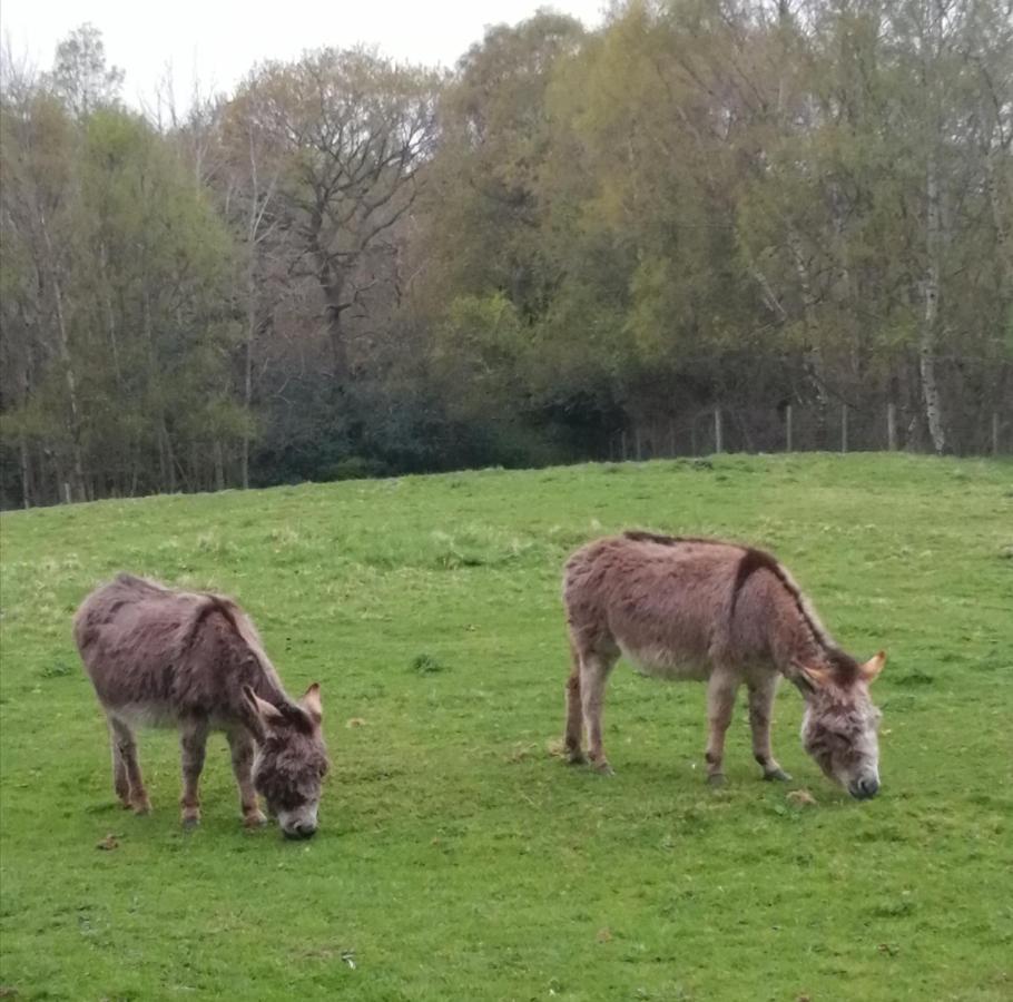 Durham Donkey Rescue Shepherd'S Hut Hotell Eksteriør bilde